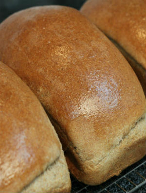 Whole Wheat Bread
